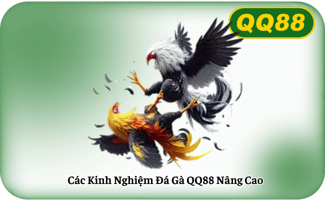 Cac Kinh Nghiem Da Ga QQ88 Nang Cao Các Kinh Nghiệm Đá Gà QQ88 Nâng Cao